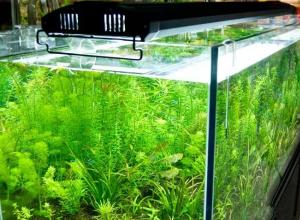 Исследование условий жизнедеятельности аквариумных растений